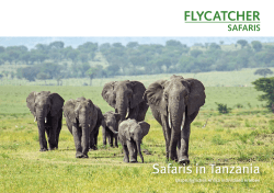 Safaris in Tanzania - Flycatcher Safaris