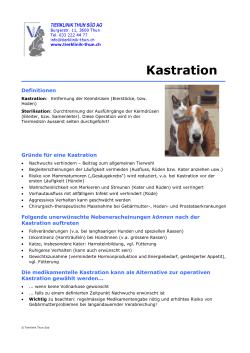 Kastration - Tierklinik Thun
