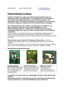 Pilzfruchtkörper im Rasen