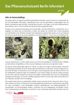 Merkblatt: Käfer als Stammschädlinge