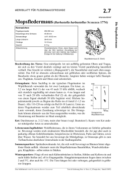 Mopsfledermaus(Barbastella barbastellus SCHREBER 1774)
