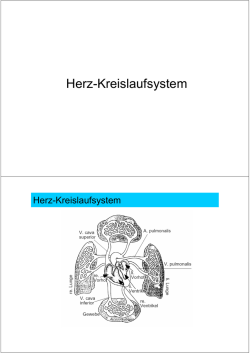 Herz-Kreislaufsystem - mt-load