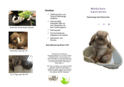Weibchenkastration-Flyer