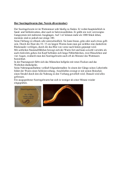 Der Seeringelwurm (lat. Nereis diversicolor)