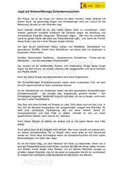 Jagd auf Schwertförmige Scheidenmuscheln.