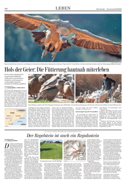 Hols der Geier: Die F&uuml;tterung hautnah miterleben