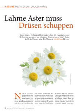Lahme Aster muss Drüsen schuppen