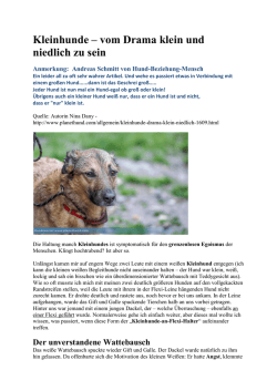 Kleinhunde – vom Drama klein und niedlich zu sein