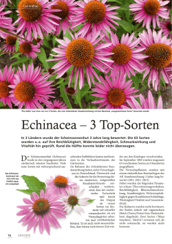 Echinacea &ndash; 3 Top