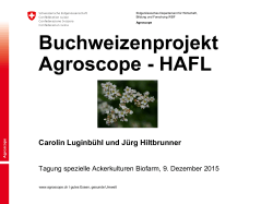 Buchweizenprojekt Agroscope - HAFL