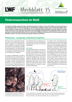 Fledermausschutz im Wald - Bayerische Landesanstalt für Wald und