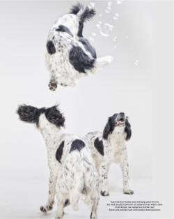 Hyperaktive Hunde sind st&auml;ndig unter Strom. Sie