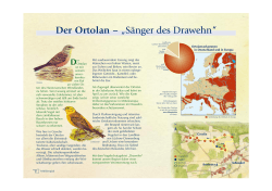 Der Ortolan – „Sänger des Drawehn“