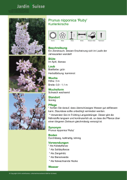 Prunus nipponica `Ruby` - Pflanzen für unsere Gärten