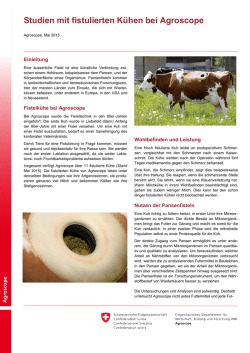 Studien mit fistulierten Kühen bei Agroscope