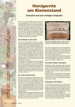 Honigernte am Bienenstand