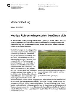 Heutige Rohrschwingelsorten bew&auml;hren sich
