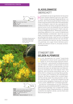 gladiolenwiese oberschütt standort der gelben alpenrose