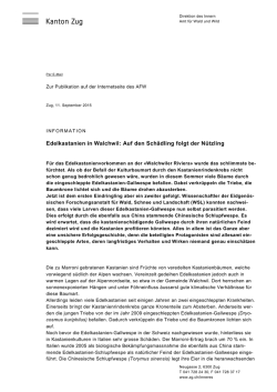 Information Chinesische Schlupfwespe