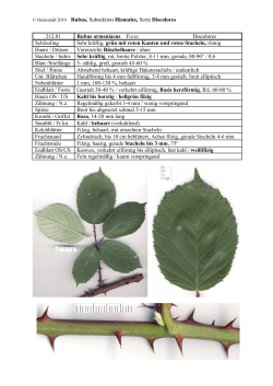 212.01 Rubus armeniacus FOCKE Discolores Schössling Sehr