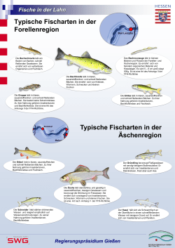 Fische in Hessen Teil 1