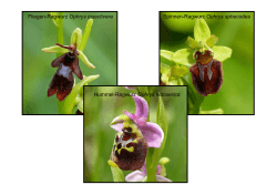 Fliegen-Ragwurz Ophrys insectivera Spinnen
