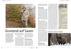 Grunzend auf Sauen