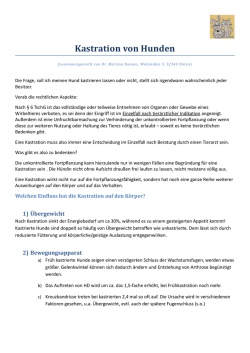 Kastration von Hunden - Tierärztliche Praxis für Kleintiere