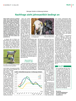 Weniger Schafe in Schleswig-Holstein: Nachfrage zieht