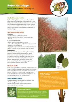 Roter Hartriegel (Cornus Sanguinea)