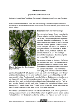 Geweihbaum (Gymnocladus dioicus)
