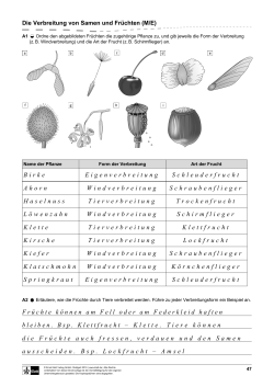 Birke Eigenverbreitung Schleuderfrucht Ahorn