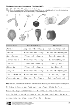 Birke Eigenverbreitung Schleuderfrucht Ahorn