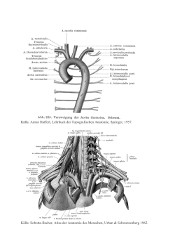 Källa: Anton Hafferl, Lehrbuch der Topografischen Anatomie