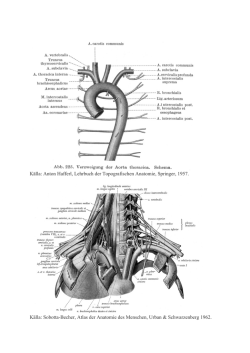 K&auml;lla: Anton Hafferl, Lehrbuch der Topografischen Anatomie