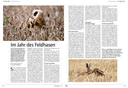 Im Jahr des Feldhasen