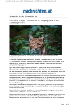 Sensation Junger Luchs streifte durch Kürnberger Wald www
