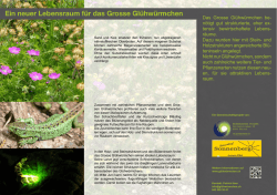 Infotafel - Gl&uuml;hw&uuml;rmchen