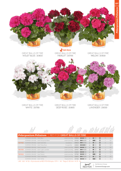 Pelargonium Peltatum | RED FOX GREAT BALLS OF FIRE