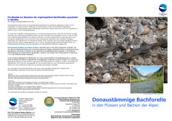 Positionspapier Donaustämmige Bachforelle