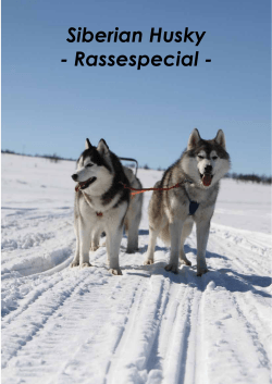 Rasseportrait Siberian Husky - Deutscher Club für Nordische Hunde.