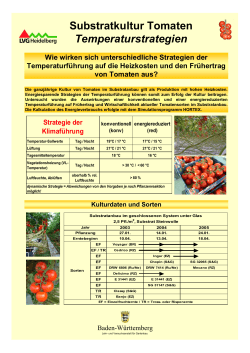 Substratkultur Tomaten Temperaturstrategien