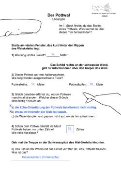 Pottwal und Schweinswal - Lösungen