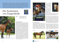 Die Zuchtstuten von Zangersheide - Teil 1, Der Stutenstamm von