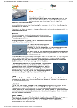 Wale PDF OLIs Tierlexikon