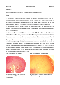 Harnorgane Niere