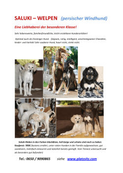 SALUKI – WELPEN (persischer Windhund)