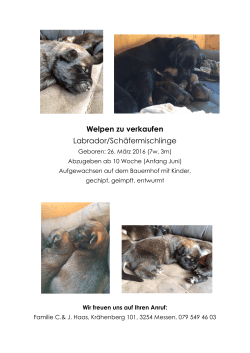 Welpen zu verkaufen Labrador/Schäfermischlinge