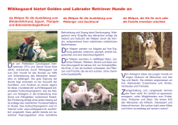 Wikkegaard bietet Golden und Labrador Retriever Hunde an