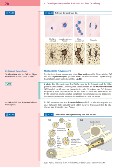 Myelinisierte Nervenfasern